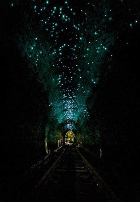 Glow Worms In Abandoned Train Tunnel In Helensburgh New South Wales