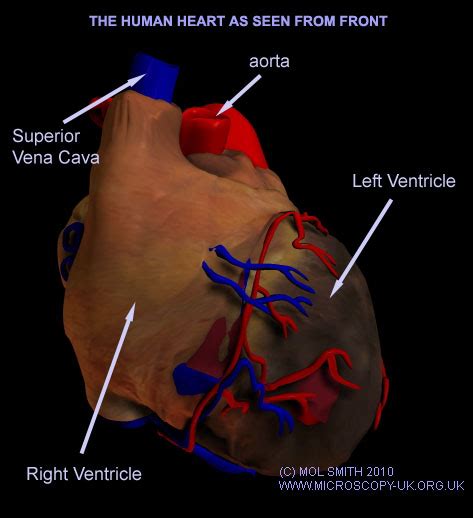 The Human Heart by mol smith