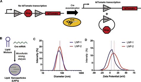 Ai14 Cre Mrna Mouse Model Description And Lipid Nanoparticle