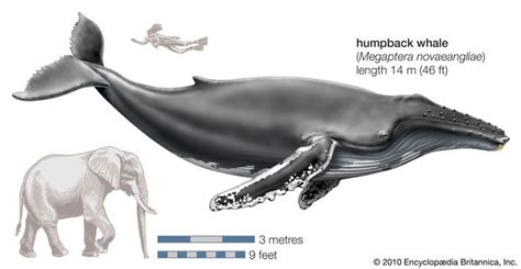 Humpback Whale Size Song Habitat Migration And Facts Britannica