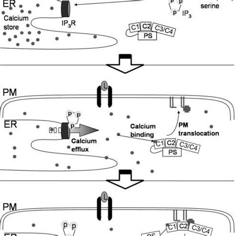 Schematic activation of conventional PKC. The activation of PKC is ... 