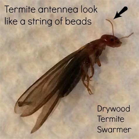 Subterranean Termites Swarmers