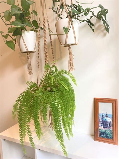 boston fern hanging basket 800×600 | Keep House Plants Alive