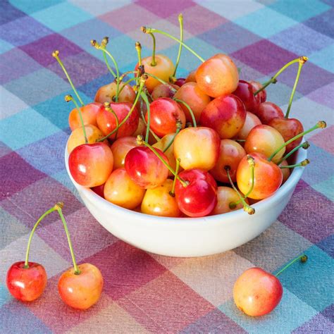 Rainier Cherry Trees for Sale | BrighterBlooms.com