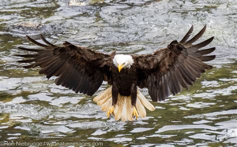 Bald Eagle Tongass National Forest Alaska Photos By Ron Niebrugge