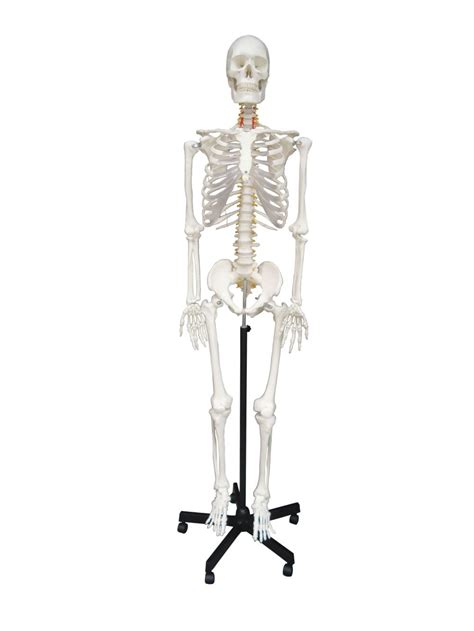 Buy Wellden Medical Anatomical Human Skeleton Model, 170cm, Life Size ...