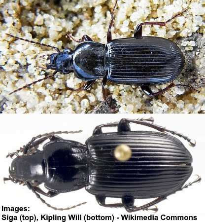 Types Of Ground Beetles With Pictures Identification Guide