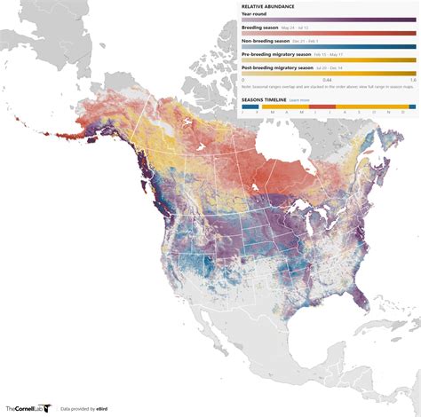 Bald Eagle | shadeTreeImaging
