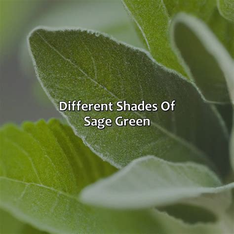 Different Shades Of Nude Colorscombo