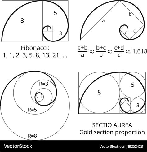 Golden Fibonacci Ratio Spirals Gold Section Vector Image