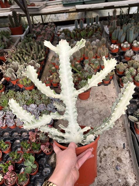 Euphorbia Lactea White Ghost Succulents Euphorbia Kaktusy