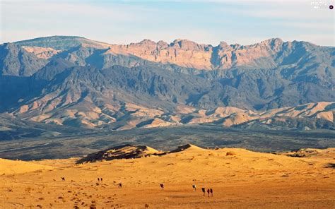 Camels, Desert, Mountains - Beautiful views wallpapers: 1920x1200