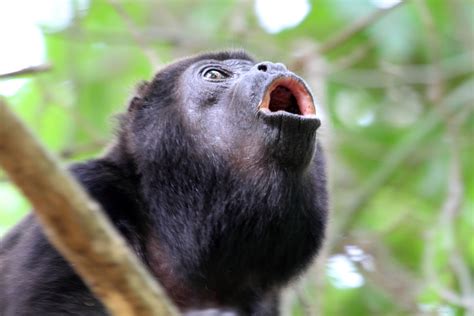 Saraguato De Manto Primates Del Ecuador Naturalista Colombia