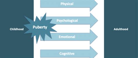 Human Development Puberty And Adolescence Flashcards Quizlet