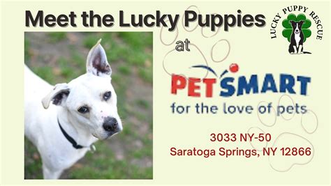 NY- Meet the Lucky Puppies at Pet Smart | Lucky Puppy Rescue