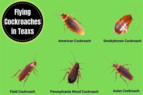 Flying Cockroaches In Texas A Survival Guide The Cockroach Facts