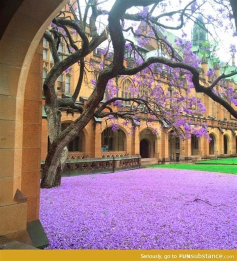 Jacaranda Tree At Sydney University Today Funsubstance