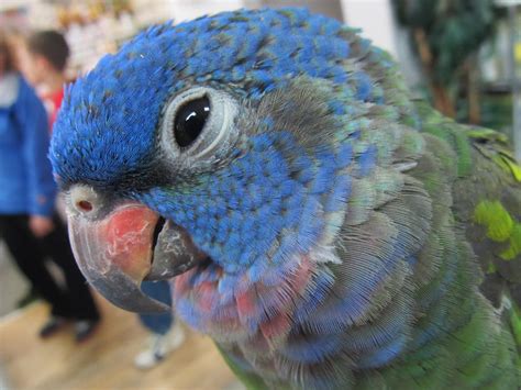 Blue-Headed Pionus by koshplappit on DeviantArt