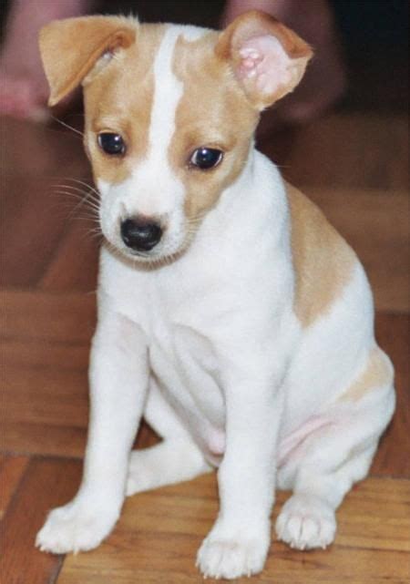 Jack Russell Pitbull Rat Terrier Mix Img Public