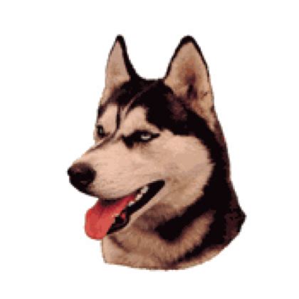 I. Siberian Husky, 2stk - PetsPerfect