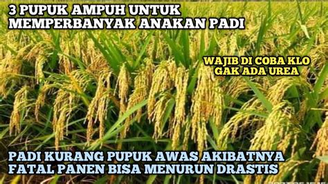 3 PUPUK AMPUH MEMPERBANYAK ANAKAN PADI ANAKAN BISA 50 BATANG RUMPUN