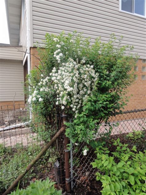 Bridal Veil Spirea Archives Got My Reservations