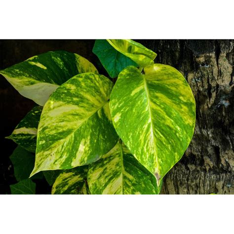 Epipremnum Aureum Golden Pothos Jib Ia