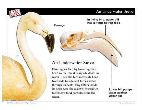 Adaptations Bird Beaks Mini Lesson Life Science Slideshow And Activities Grades 4 6