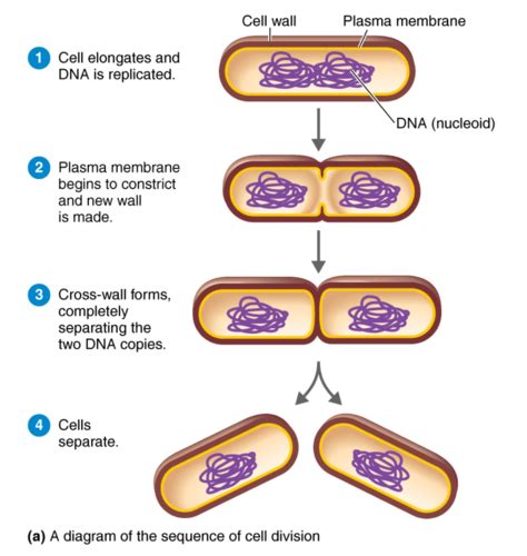 Chapter Microbial Growth Flashcards Quizlet