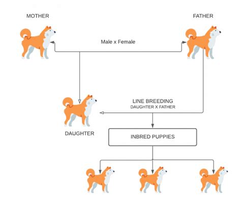 What Does It Mean When A Dog Is Bred At Chandra Moore Blog