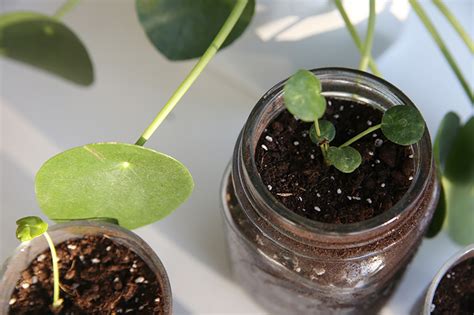 Pflanzenliebe Pilea Vermehren