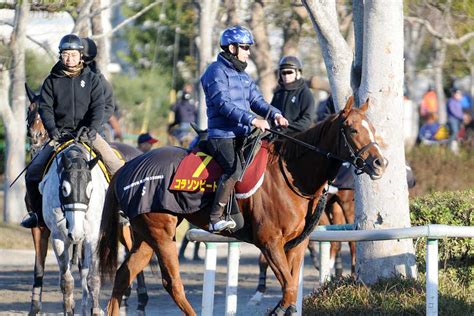 【阪神jf】コラソンビートは長距離輸送も心配なし 加藤士師「タフなので」｜競馬ニュース｜競馬予想のウマニティ