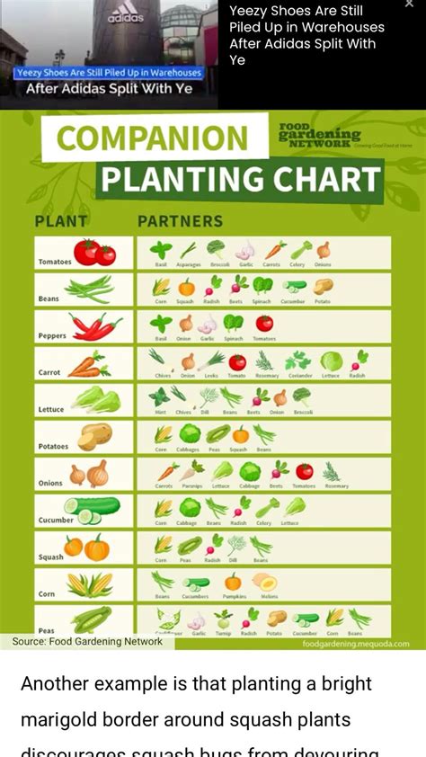 Companion Planting Guide Sow Easy Artofit