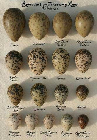 An Image Of Different Types Of Eggs On A White Sheet With Black Speckles