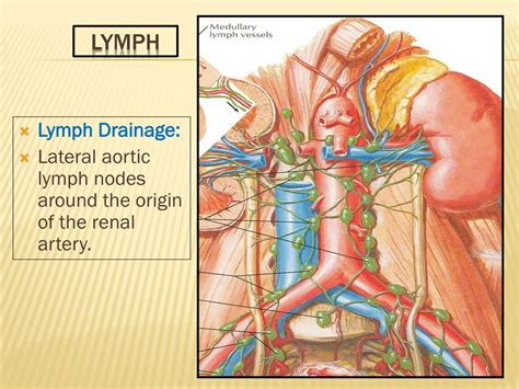 Ppt Anatomy Of Kidneys Powerpoint Presentation Free Download Id