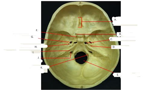 Ameritech Skull Foramen Anatomy Diagram Quizlet