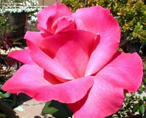 Plantfiles Pictures Hybrid Tea Rose Color Magic Rosa By Kell