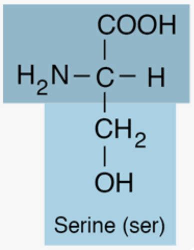 Amino Acids Flashcards Quizlet