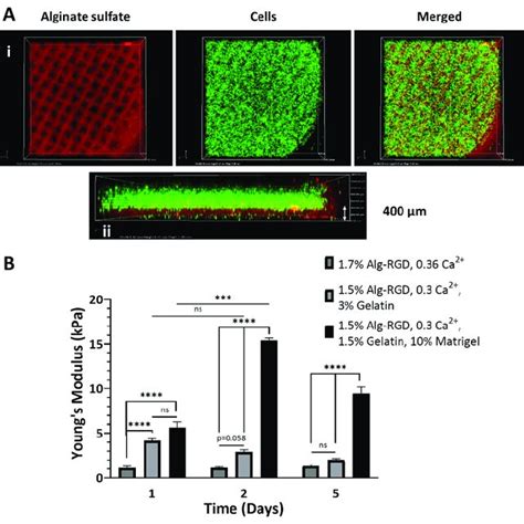 Three Dimensional Bio Printing Of Cardiac Patches A Confocal Images