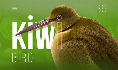 kiwi bird on Behance