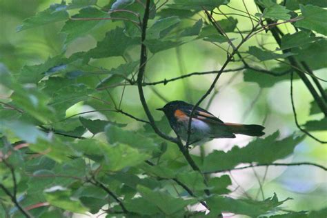 American Redstart Belchertown Land Trust Trail Belchertow Flickr