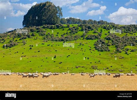 agriculture, farming, field, sheep, livestock, farm, scenery ...