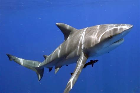 Nouvelle Calédonie un homme meurt à la suite d une attaque de requin