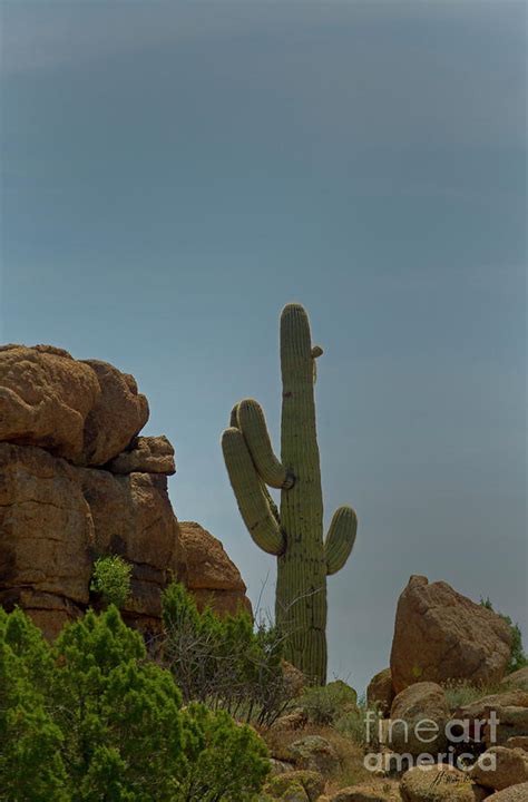 Sahuaro Cactus-Signed-#2068 Photograph by J L Woody Wooden | Fine Art ...