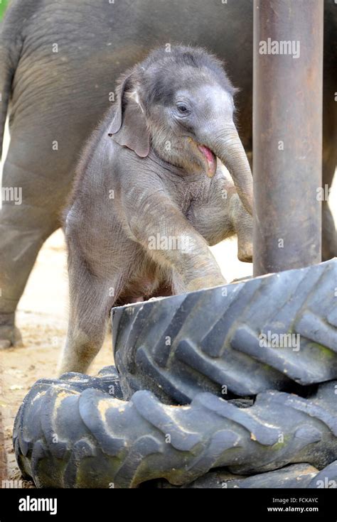 Asian elephant calf Stock Photo - Alamy