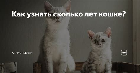 Как узнать сколько лет кошке? | Старая Ферма | Дзен
