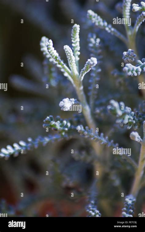 Cotton lavender plant Stock Photo - Alamy