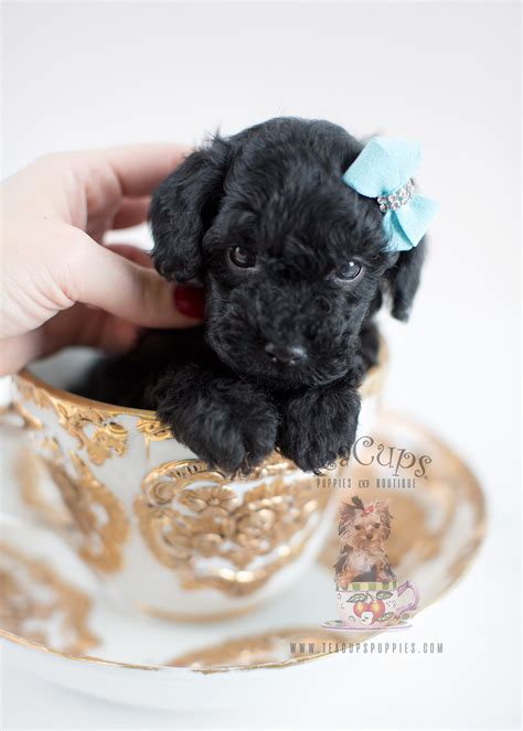 Teacup Poodle Puppies For Sale Teacups Puppies Boutique