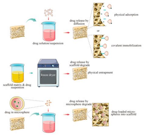 Ijms Free Full Text Nano Hydroxyapatite Composite Scaffolds Loaded With Bioactive Factors