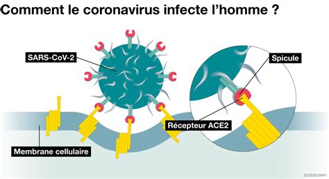 Le Coronavirus Covid En Points Rfi